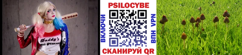 Псилоцибиновые грибы Psilocybine cubensis  как найти закладки  Зея 